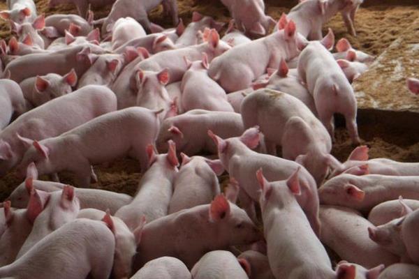 养殖猪的利润分析,100头能赚多少钱?