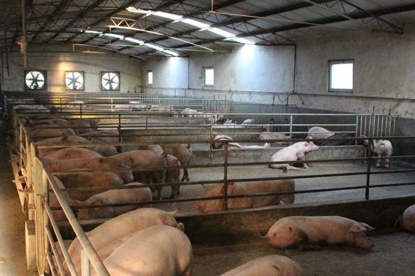 养殖猪的利润分析,100头能赚多少钱?