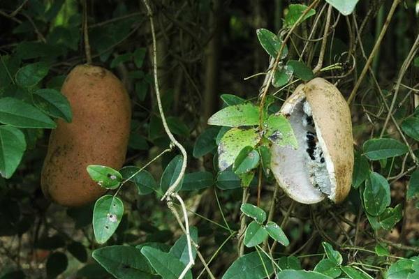 八月瓜每亩需投资多少,附利润分析