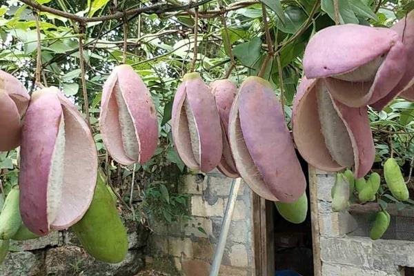 八月瓜每亩需投资多少,附利润分析