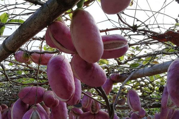 八月瓜每亩需投资多少,附利润分析