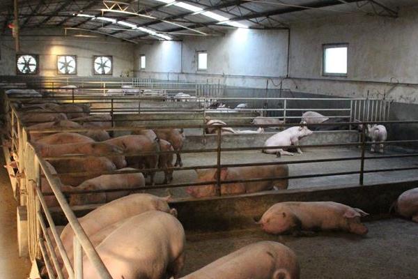 什么时间喂猪比较好,掌握正确喂猪时间