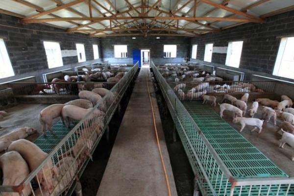 什么时间喂猪比较好,掌握正确喂猪时间