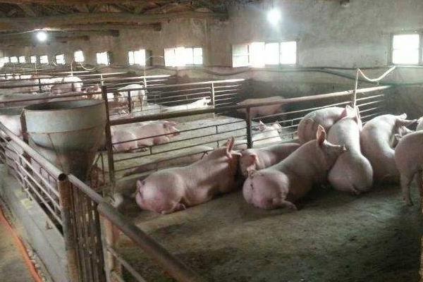 什么时间喂猪比较好,掌握正确喂猪时间