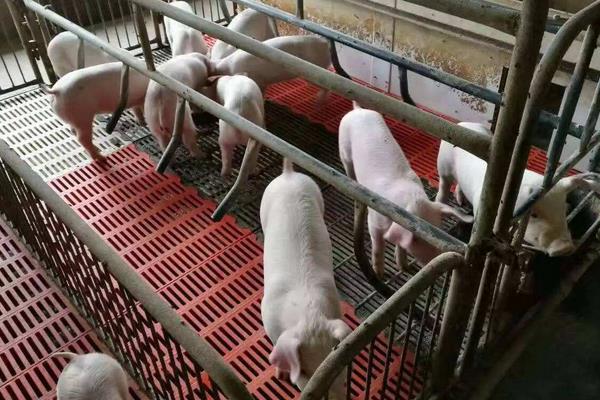 什么时间喂猪比较好,掌握正确喂猪时间