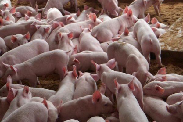 为什么都养猪不养牛,优劣势对比