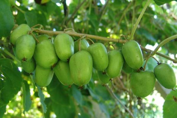 什么品种软枣甜,更受欢迎更好卖