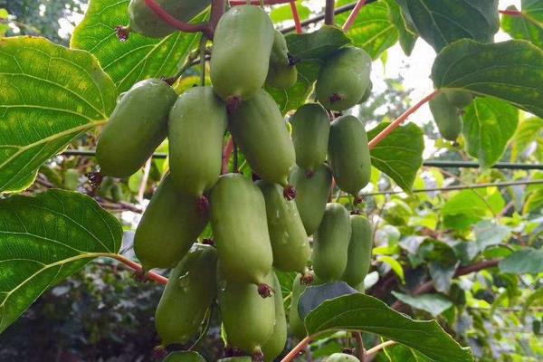 什么品种软枣甜,更受欢迎更好卖