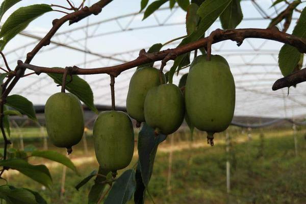 什么品种软枣甜,更受欢迎更好卖