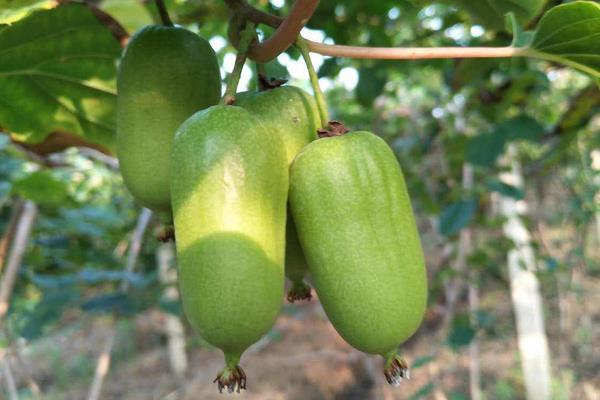 什么品种软枣甜,更受欢迎更好卖