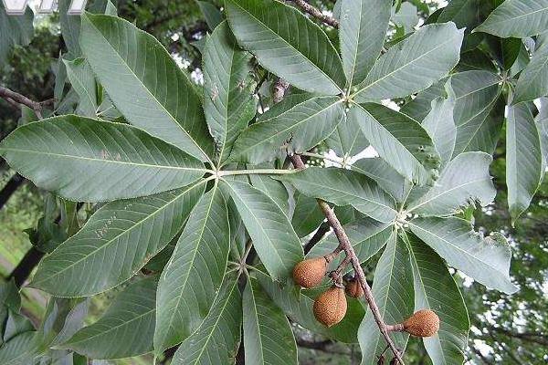 七叶果的食用方法,附功效与作用