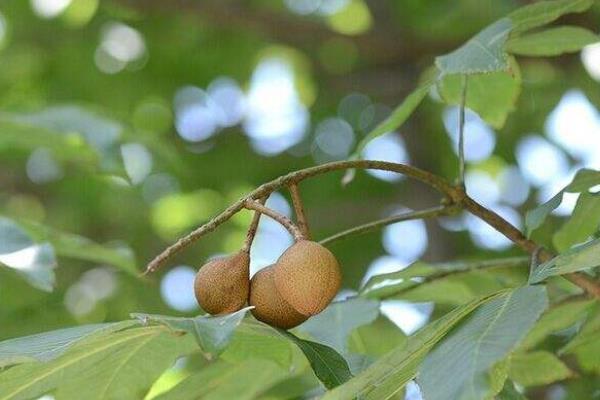 七叶果的食用方法,附功效与作用