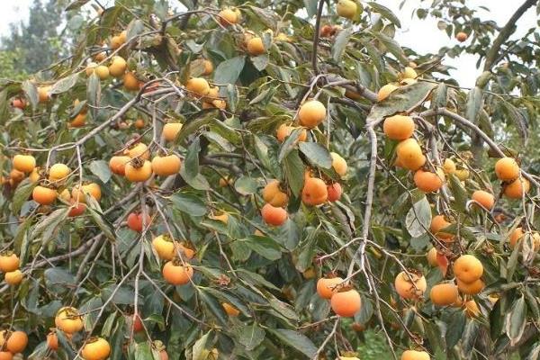 硬柿子能吃吗?硬柿子和软柿子的区别