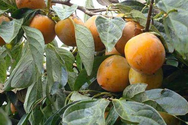 硬柿子能吃吗?硬柿子和软柿子的区别