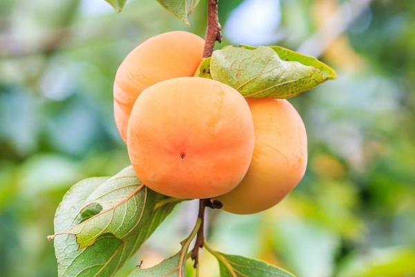 硬柿子能吃吗?硬柿子和软柿子的区别