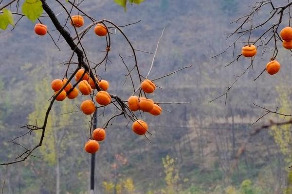 硬柿子能吃吗?硬柿子和软柿子的区别