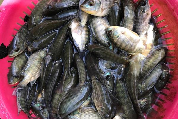 罗非鱼能吃吗?罗非鱼是哪里产的?