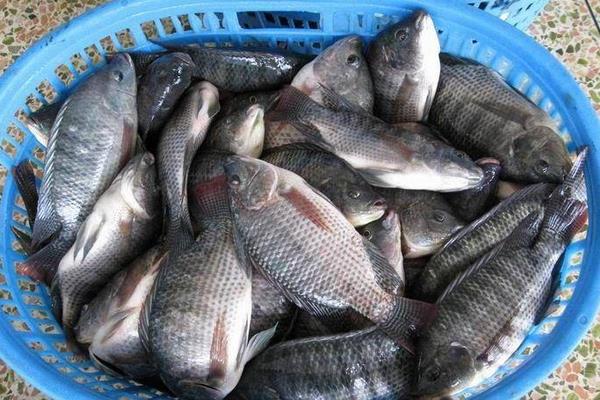 罗非鱼能吃吗?罗非鱼是哪里产的?