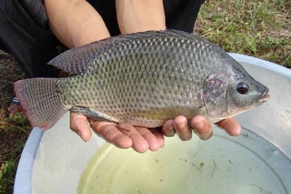 罗非鱼能吃吗?罗非鱼是哪里产的?