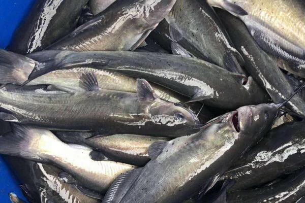 清江鱼是发物吗?附常见食用方法