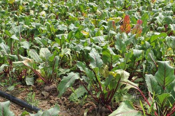 火焰蔘的食用方法,附功效与作用