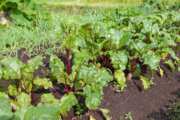 火焰蔘的食用方法,附功效与作用