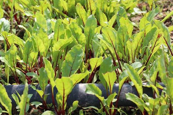 火焰蔘的食用方法,附功效与作用