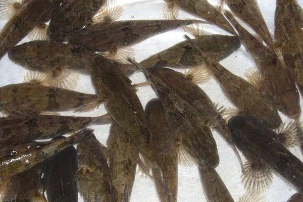 清江鱼是发物吗?附常见食用方法