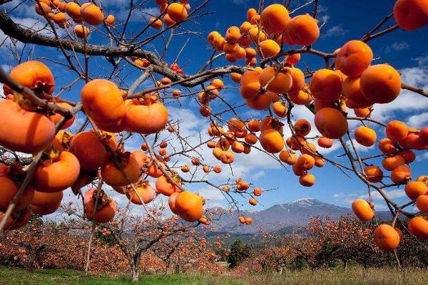 硬柿子能吃吗?硬柿子和软柿子的区别