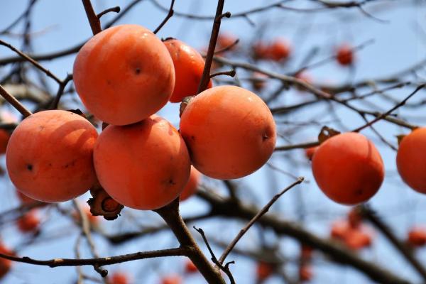 硬柿子能吃吗?硬柿子和软柿子的区别