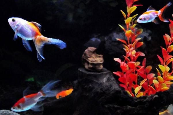 生意人养鱼养几条好?有什么讲究