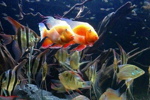 生意人养鱼养几条好?有什么讲究