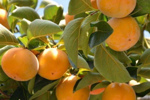 硬柿子皮能吃吗?硬柿子皮黑是什么原因