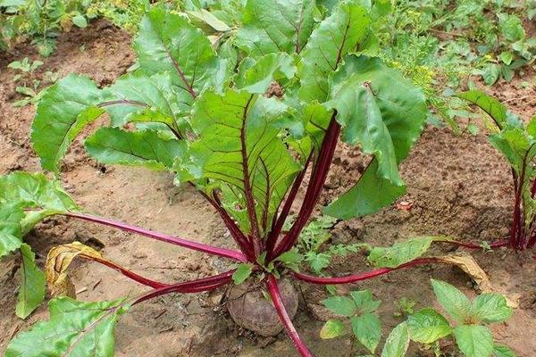 火焰蔘的食用方法,附功效与作用