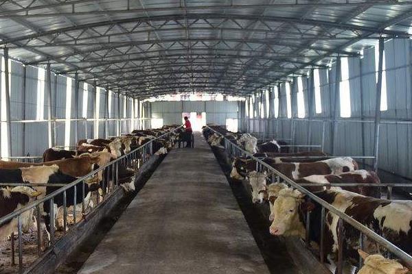 牛价还能保持多久?2020年牛价是涨还是跌?