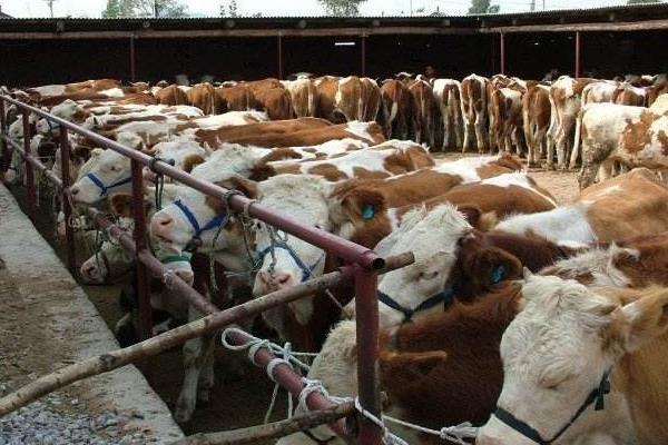 牛价还能保持多久?2020年牛价是涨还是跌?