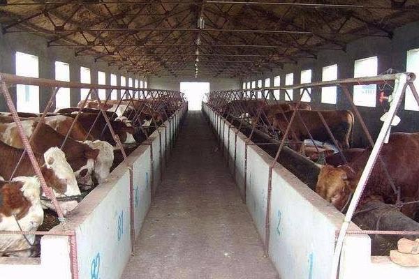 牛价还能保持多久?2020年牛价是涨还是跌?