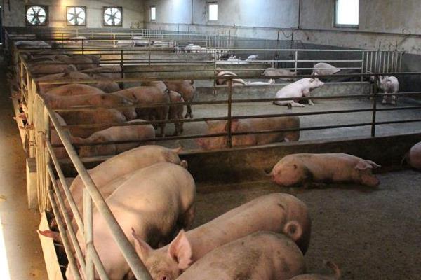 猪周期几年一周期?猪周期是什么意思?