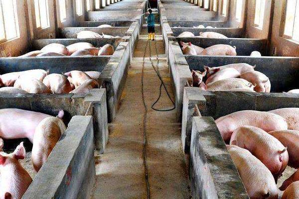 猪场有非瘟能熬过去吗?猪场怎么预防非瘟?