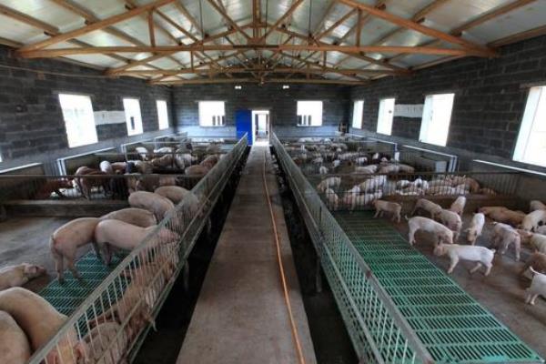 猪场有非瘟能熬过去吗?猪场怎么预防非瘟?