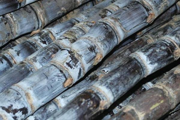 甘蔗外面红了还可以吃吗?甘蔗外面为什么会红