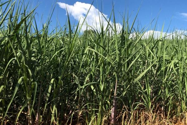 甘蔗外面红了还可以吃吗?甘蔗外面为什么会红