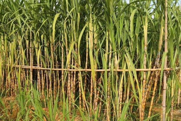 甘蔗外面红了还可以吃吗?甘蔗外面为什么会红