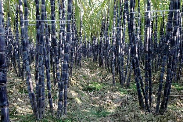 甘蔗外面红了还可以吃吗?甘蔗外面为什么会红