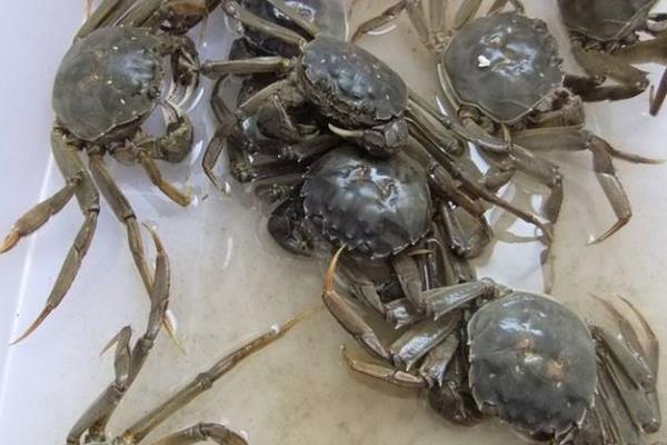 河蟹死了一天还能吃吗?为什么不能?