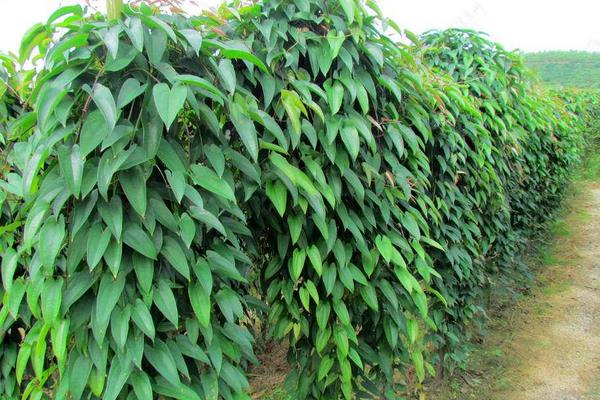 河北山药产地在哪里,批发市场在哪里