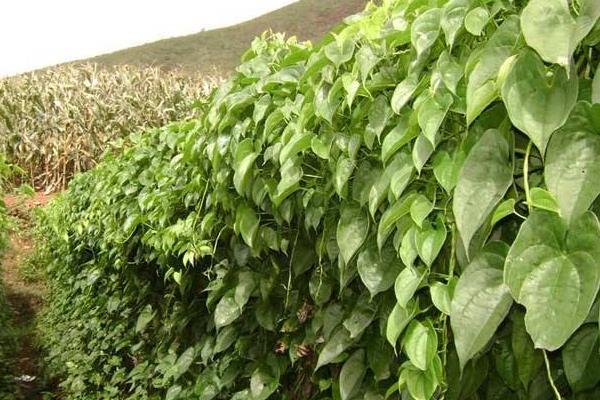 河北山药产地在哪里,批发市场在哪里