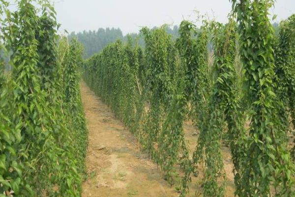 河北山药产地在哪里,批发市场在哪里