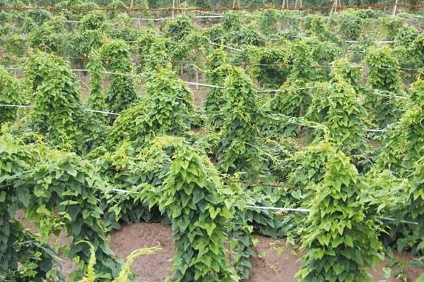 河北山药产地在哪里,批发市场在哪里