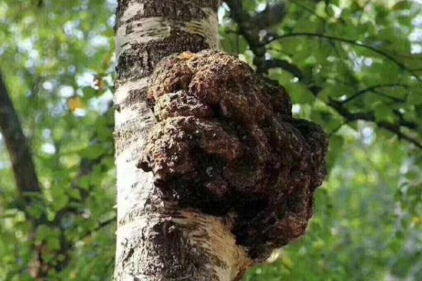 桦树茸的食用方法,附功效与作用